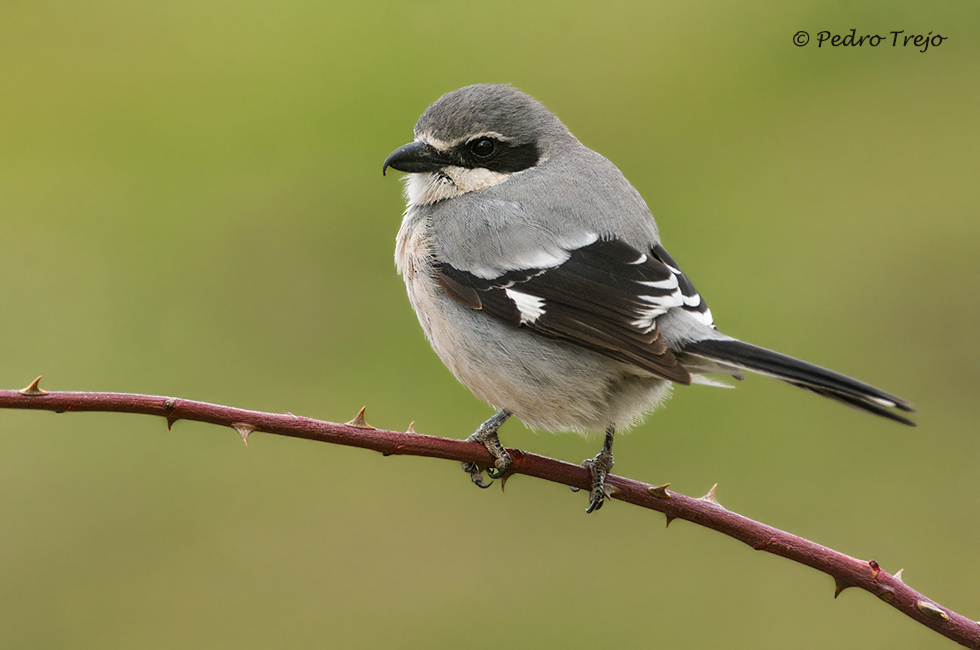 Alcaudón real (Lanius excubitor)